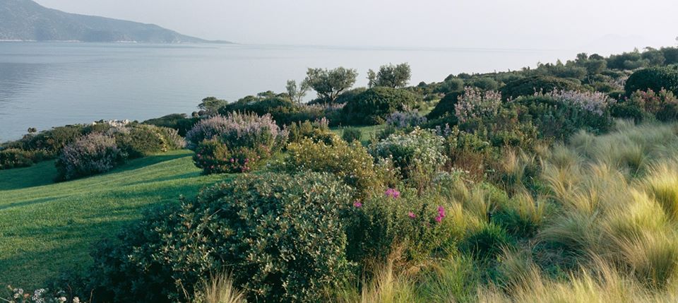 A garden overlooking the sea