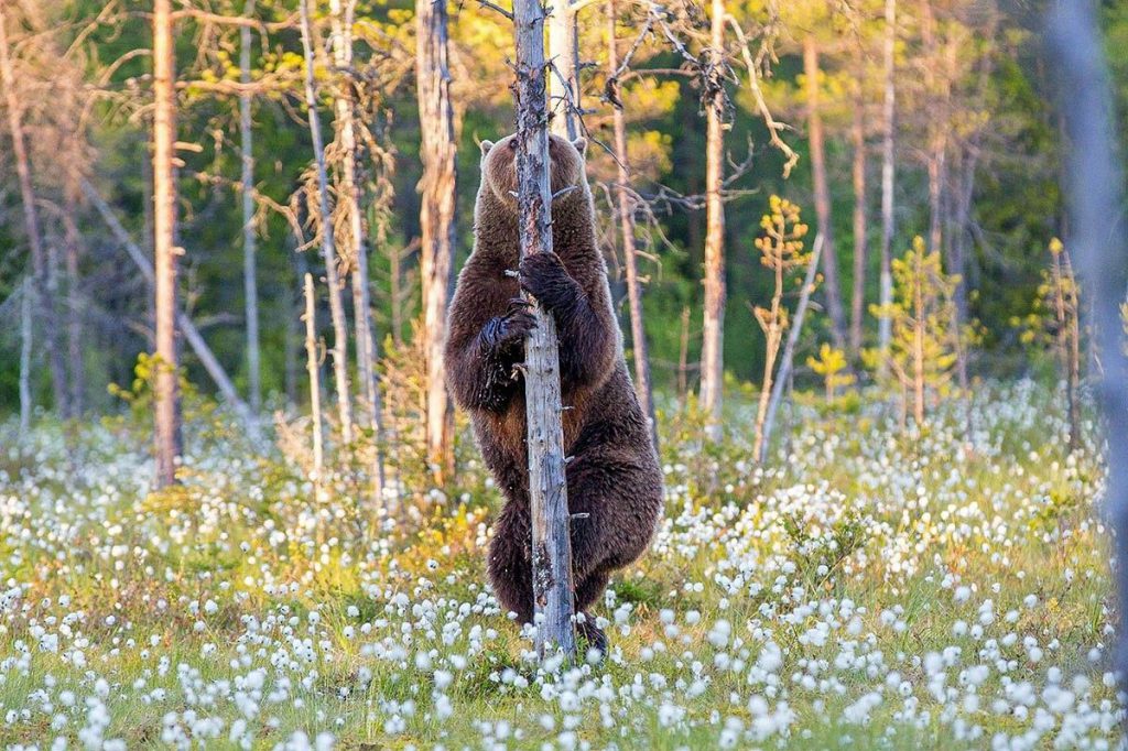 Медвежье