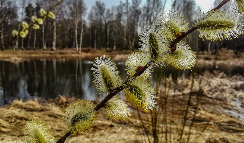 Очень красивы