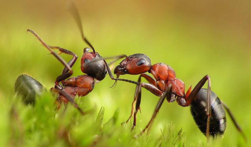 Муравьиные круги смерти