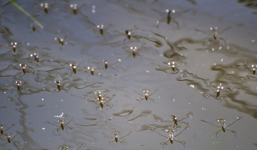 Водомерки включают фары