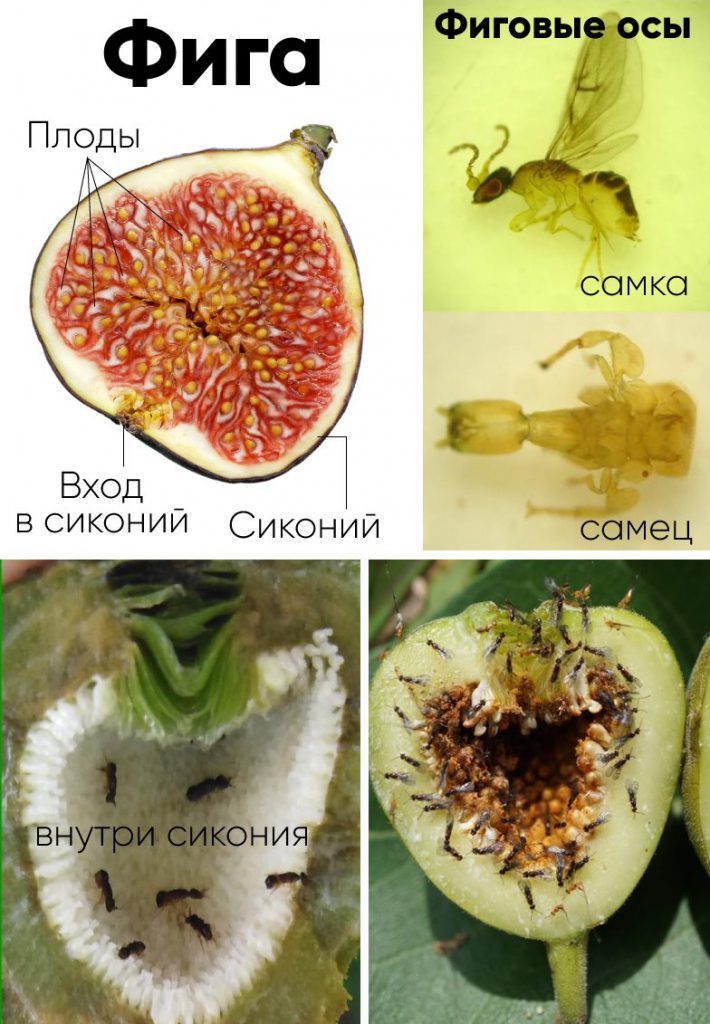 Есть или удивляться?