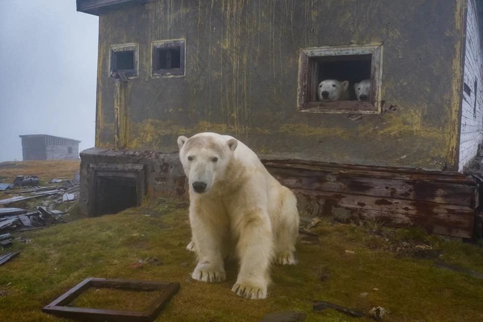 Polar bears on Kolyuchin Island, Chukotka, Russia