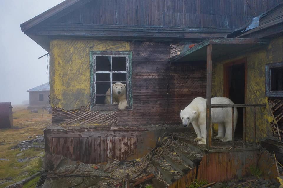 Polar bears on Kolyuchin Island, Chukotka, Russia