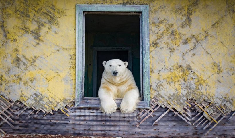 Polar bears on Kolyuchin Island, Chukotka, Russia