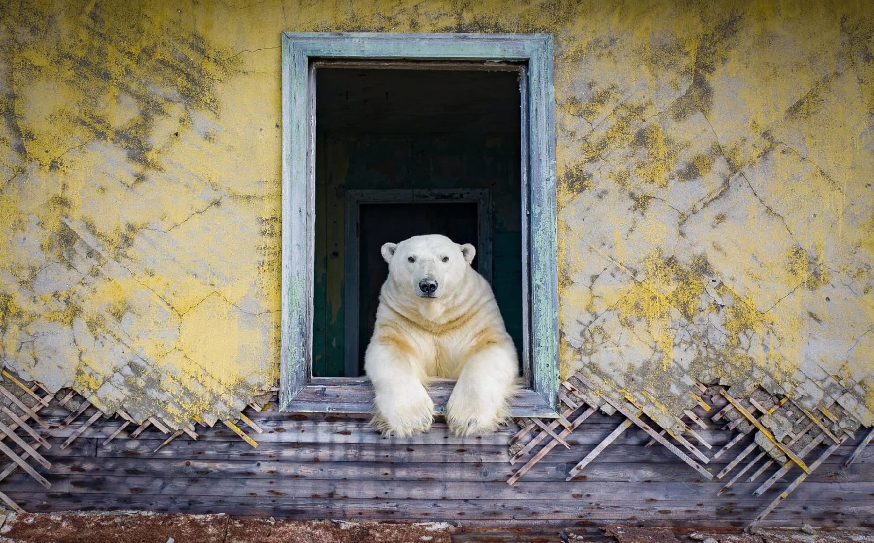 Polar bears on Kolyuchin Island, Chukotka, Russia