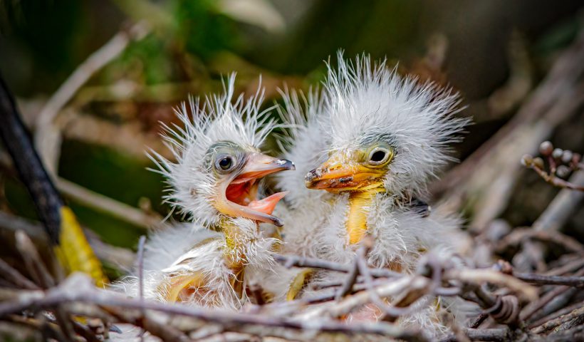 Snowy egrets