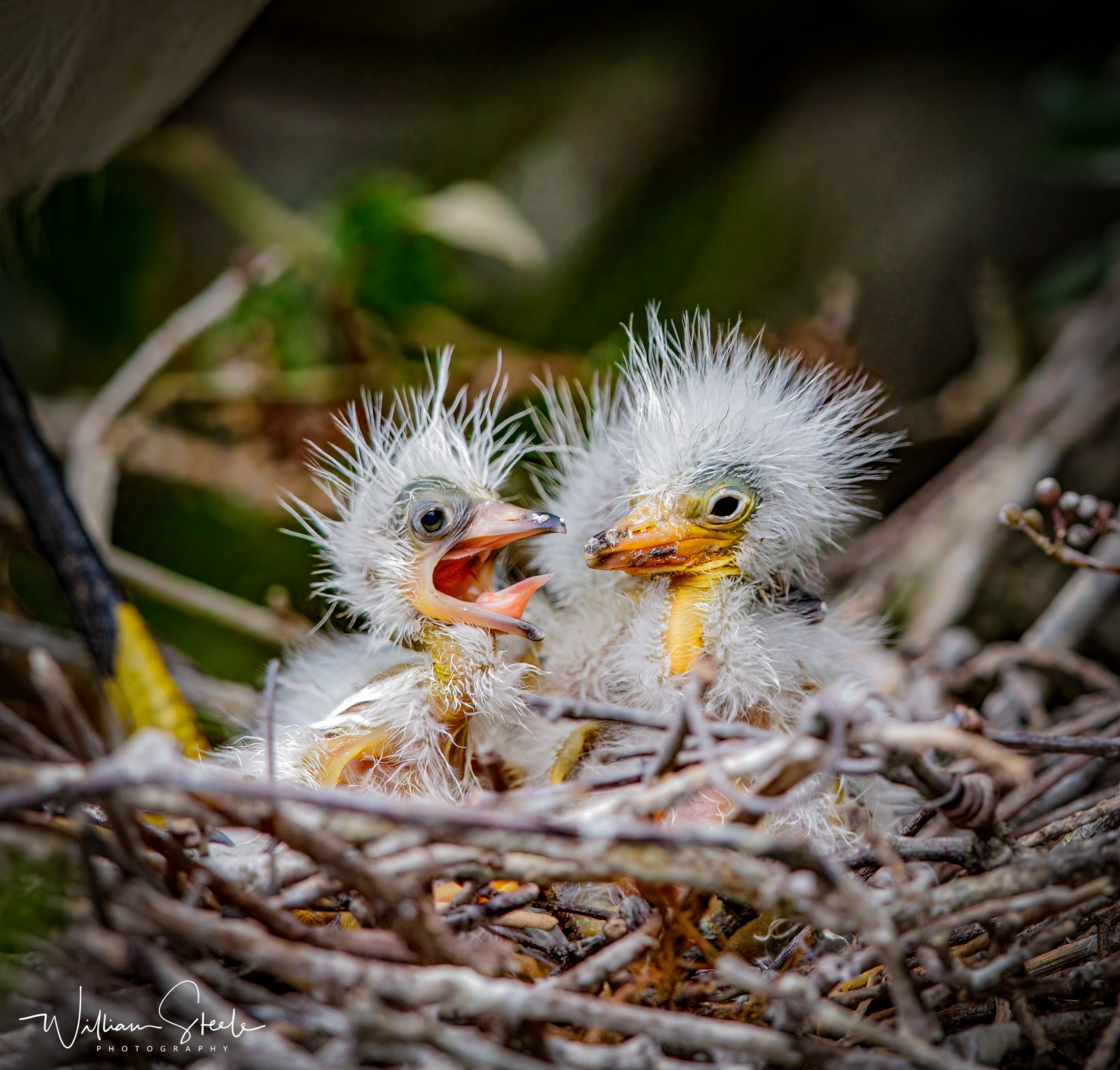 Snowy egrets