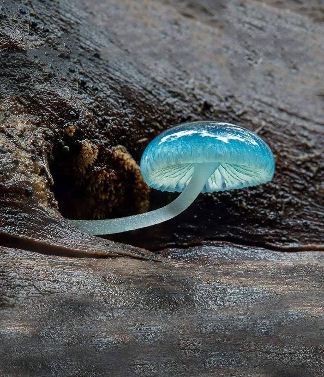 The Blue Mycena Mushroom