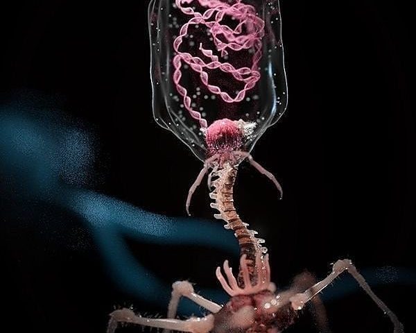 Bacteriophage