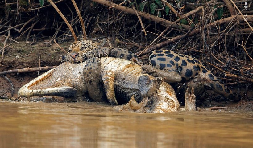 С точки зрения кошки