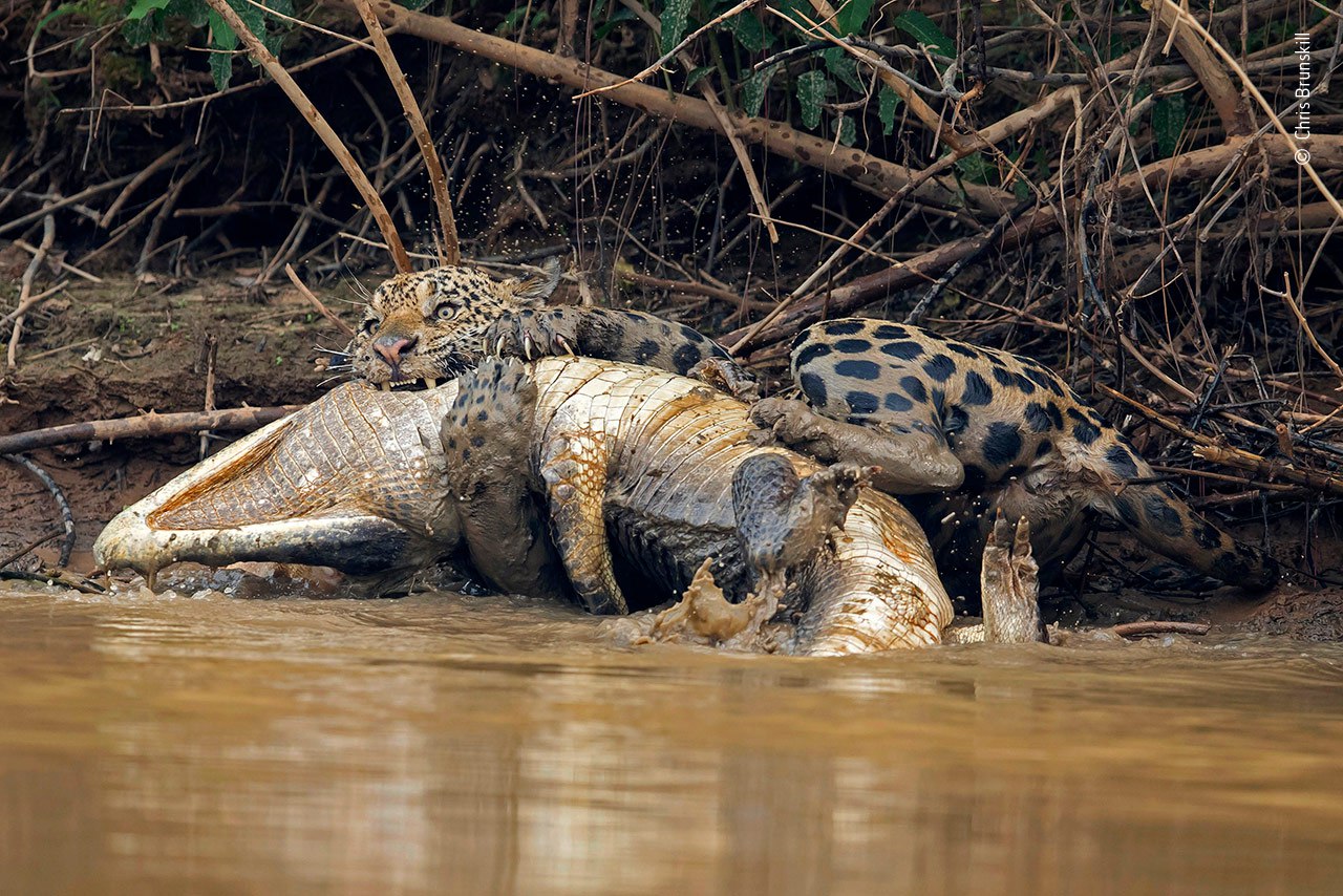 С точки зрения кошки